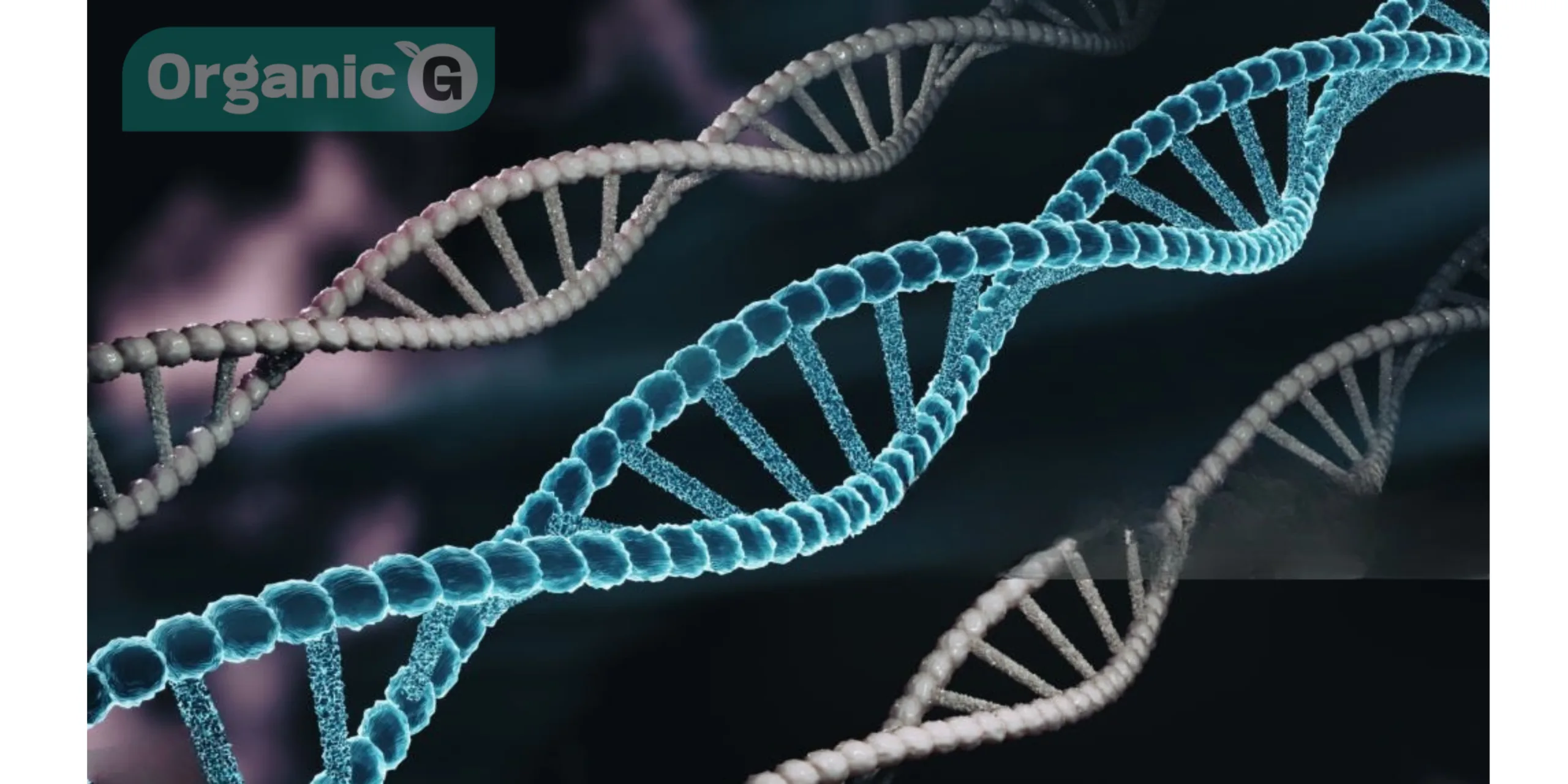 Amino Acids: The Key to Plant Growth and Stress Resistance