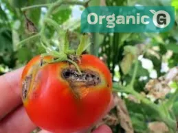 Tuta absoluta as a Major Pest of Tomato Crops and Its Management Strategies